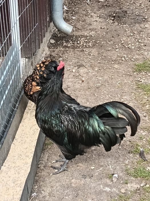 Cocoș australorp