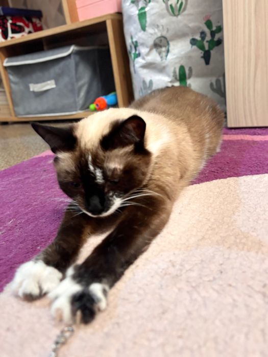 Отдам взрослую кошку в хорошие руки