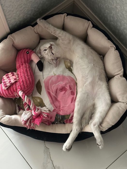Котенок в добрые руки