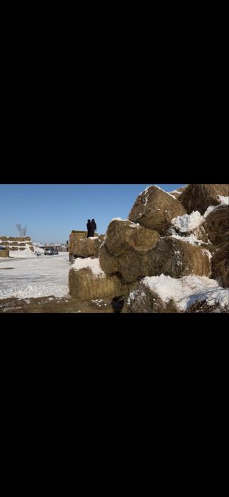 Сено житняк в Рулонах.