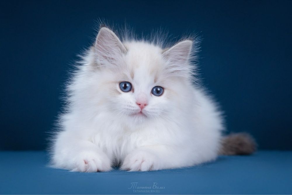 Рэгдолл Regdoll чистокровные!