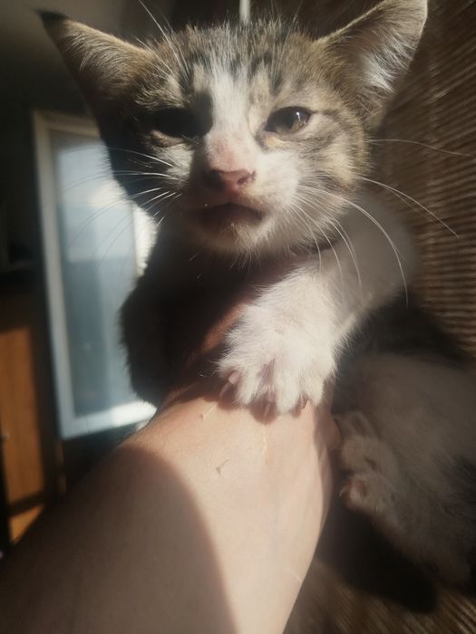 Отдам котят бесплатно