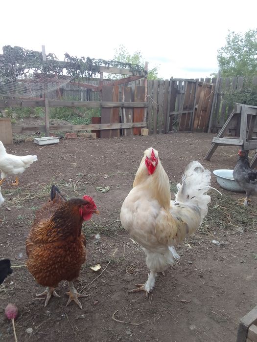 Продаю петухов брама