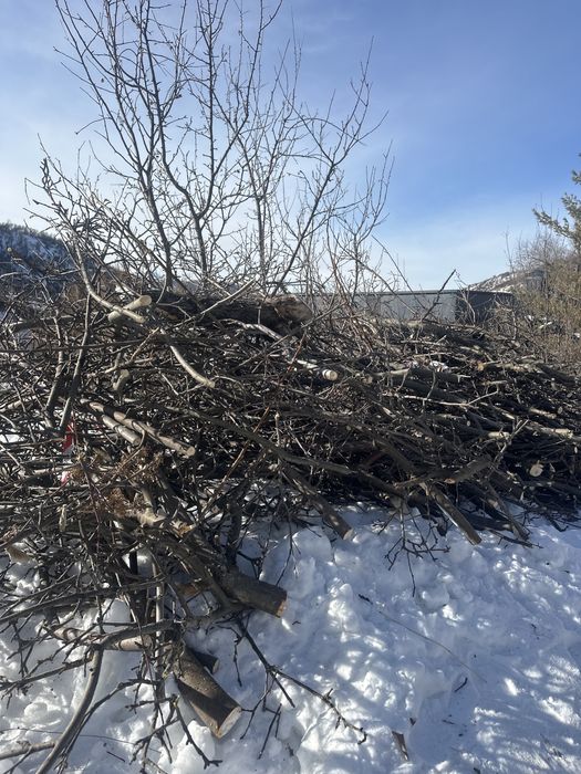 Яблоня на дрова бесплатно