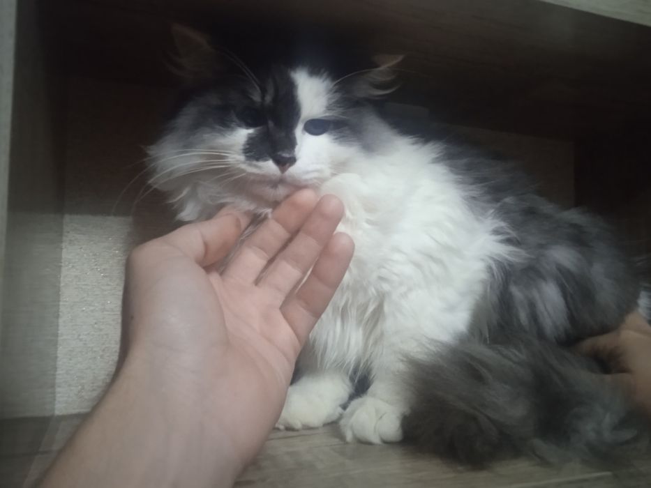 Сибирская порода