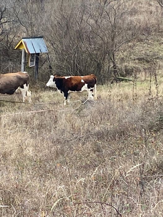 Vand Juninca de 1 an