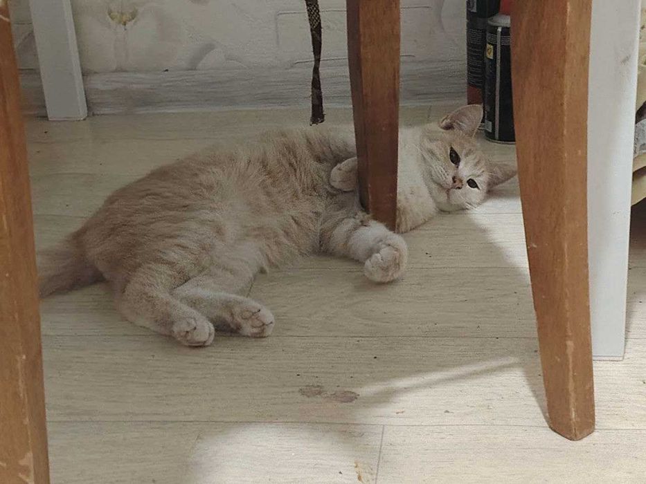 Кот ищет себе дом