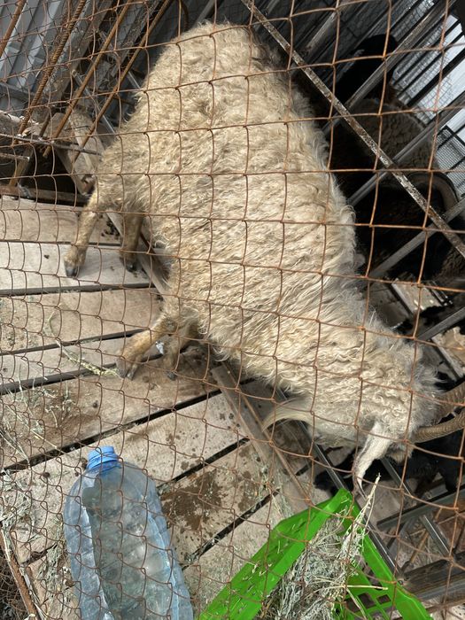 Продам коза молодая