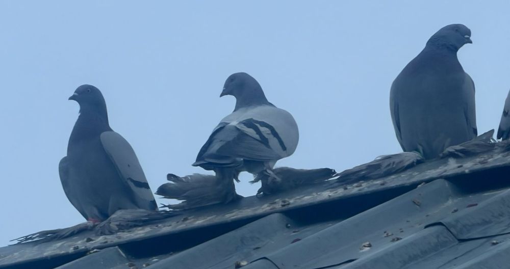 Сизые, сизые, сизые