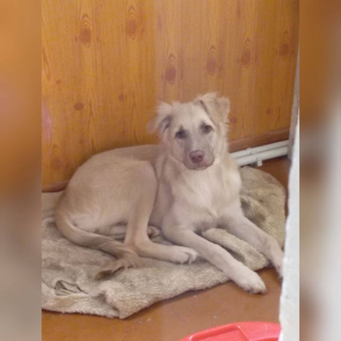 Щенок в хорошие руки!