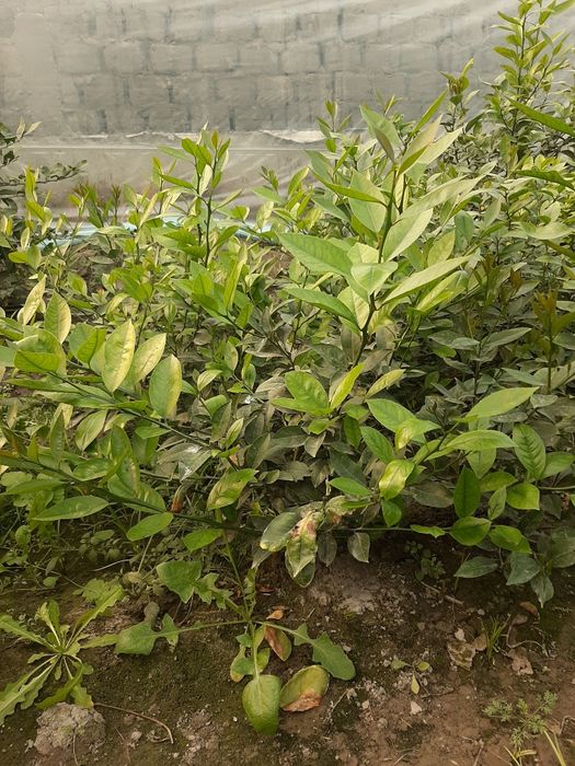 Limon ko'chatlar sotiladi