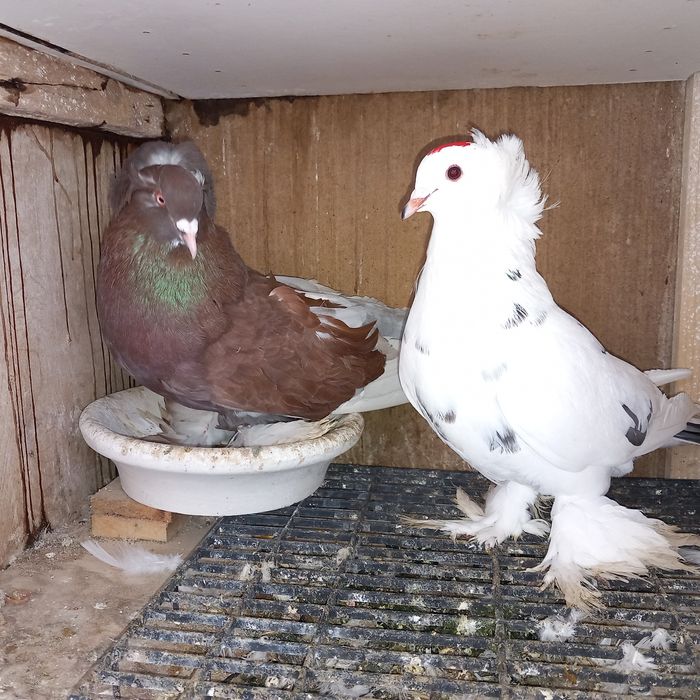 Porumbei uriasi maghiari