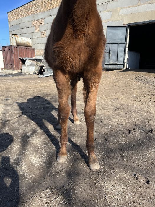 Лошадь Английской породы