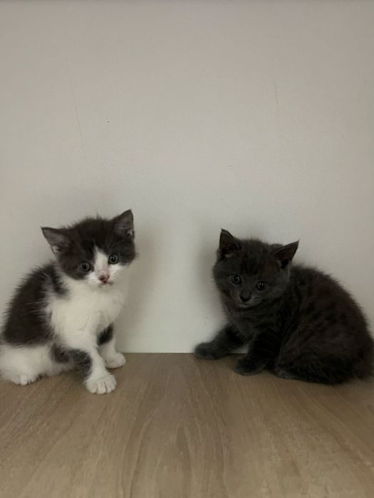 Кошка британская кошка 2 мес