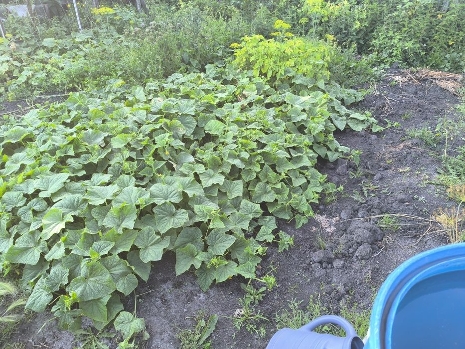 Дом в рабочем, 10 соток