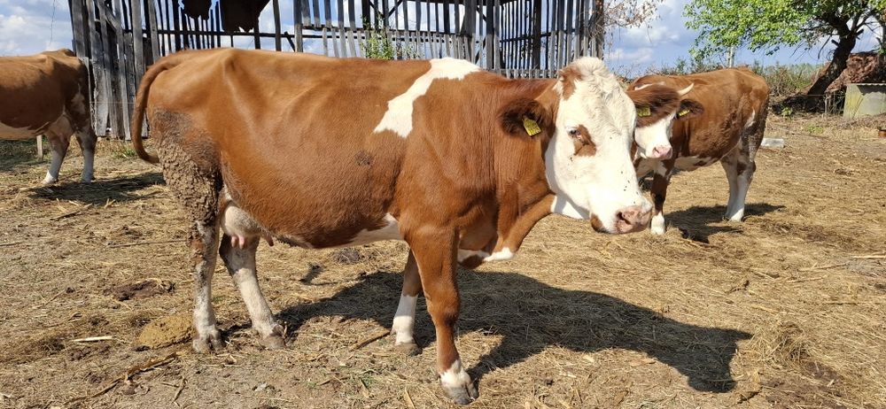 Vaca de vananzare
