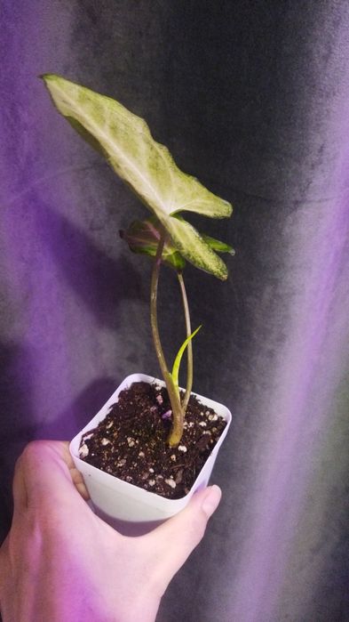 Продам хорошие веточки сингониума