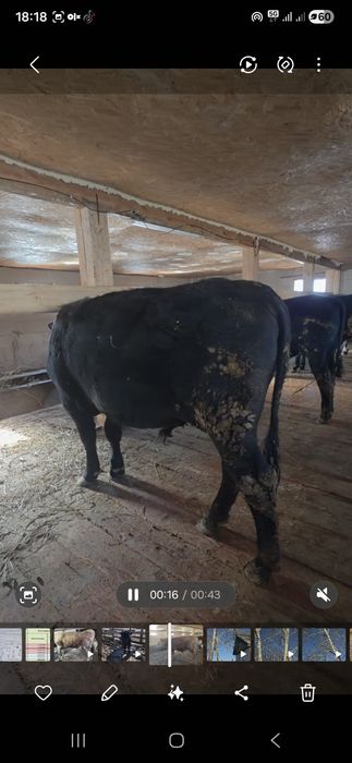 Продаются быки на откорм