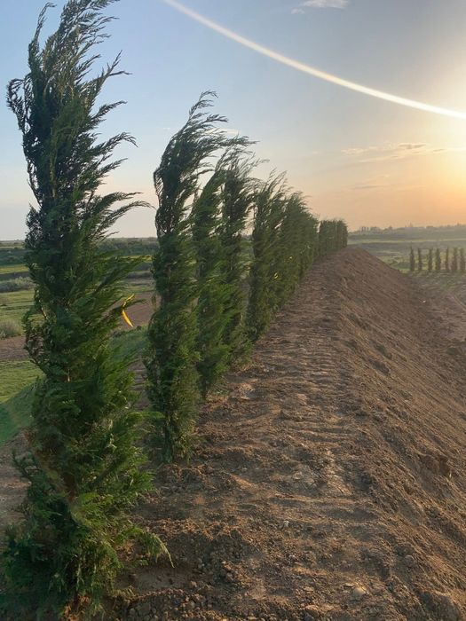 Leylandy mesteacăn tei pon pon spirale