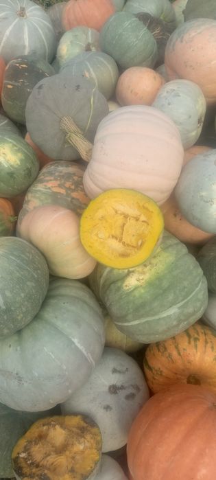 Продам. Тыква...