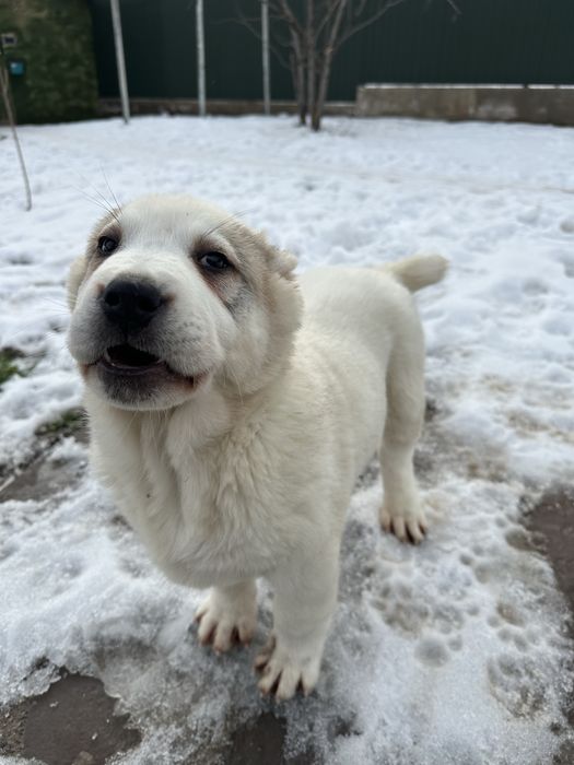 Продажа щенки Алабай (САО)