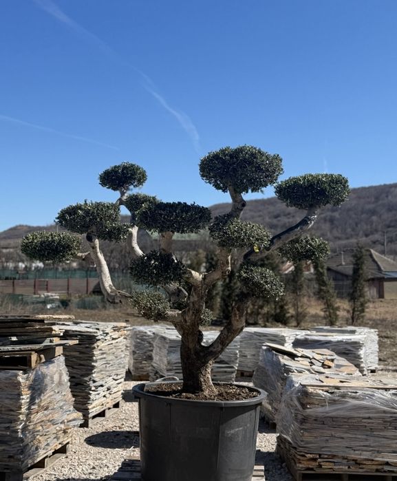 Maslin  secular pe rod