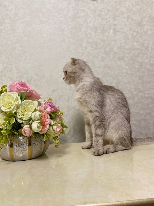 Sotiladi Mushuk Shotlanskiy fold Mushu