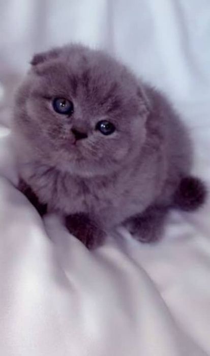 Продаю котят чистокровных