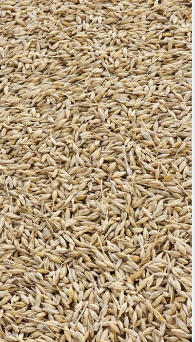 Orz productie 2026 diaponibil 5 tone