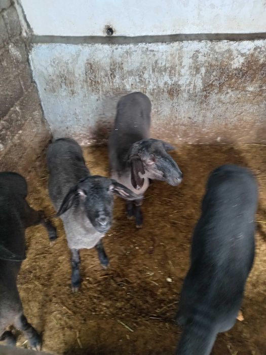 Совлик куйлар сотилади