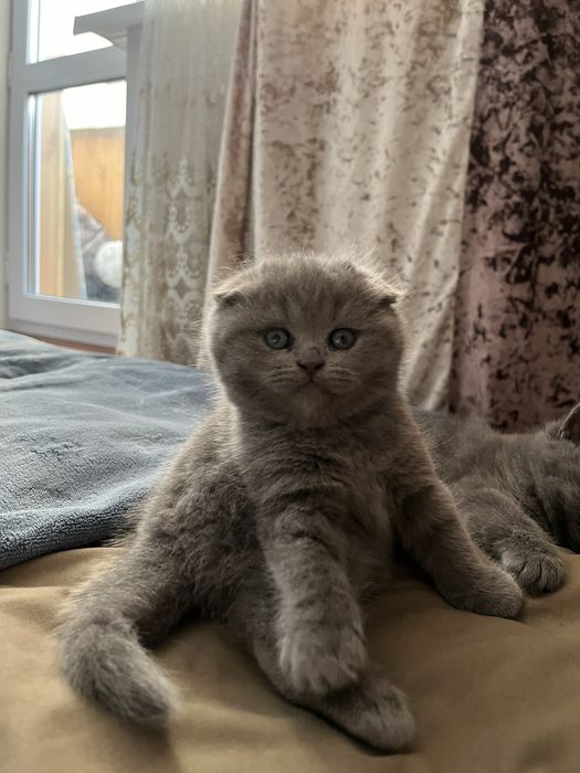 Котеноки шотланские