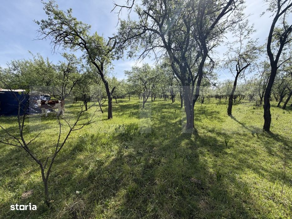 Teren Intravilan in suprafata de 700 mp - Sarmas