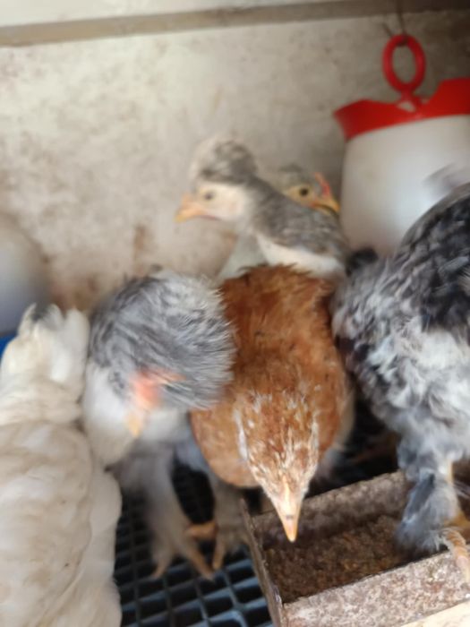 Pui Brahma, motați si din oua verzi și cocoși de anul trecut