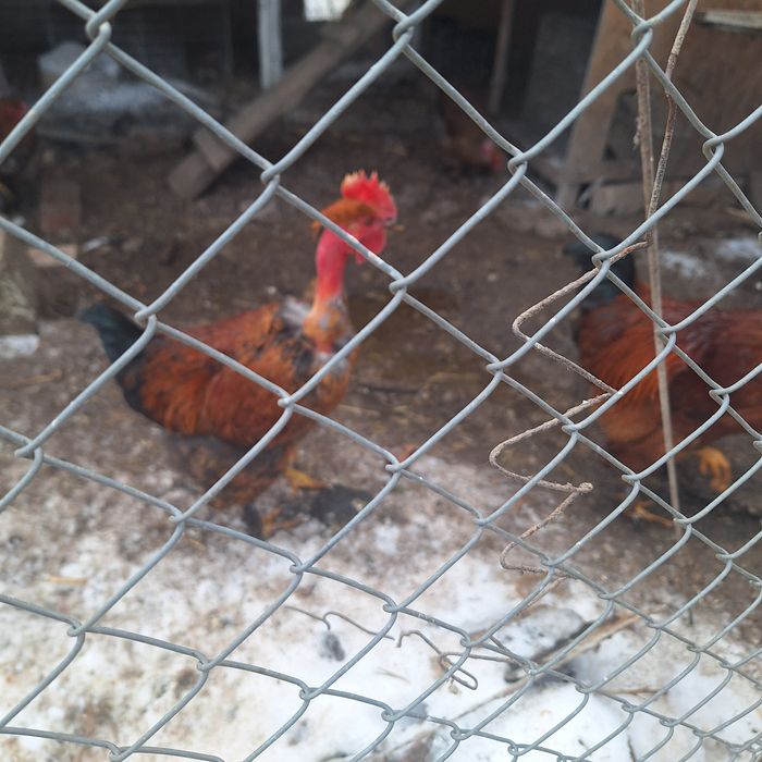 Vând cocoși si găini au 9 luni.