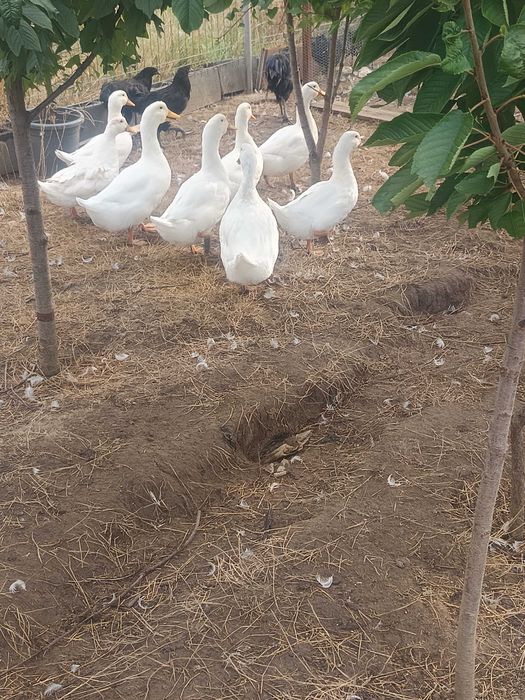 Rațe Pekin de vânzare.