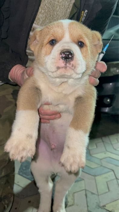 Алабай тобет срочно сатылады