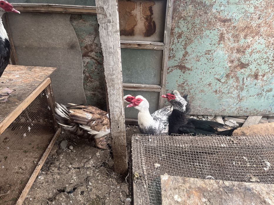 Шипуны самцы продам