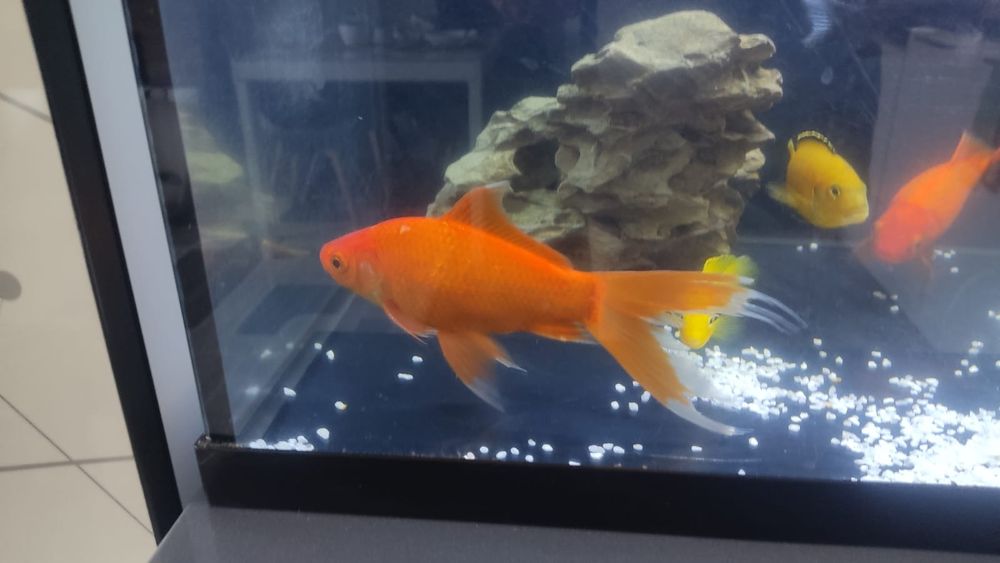 Продам камету  .