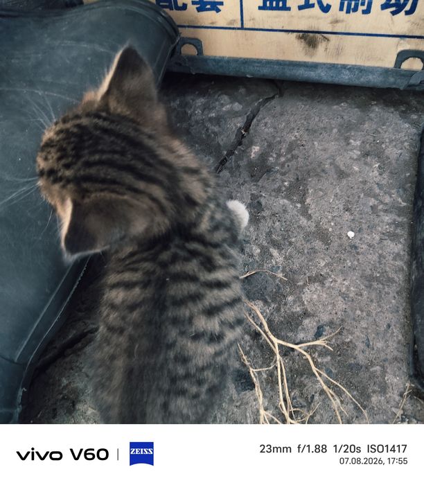 Отдам котят бесплатно