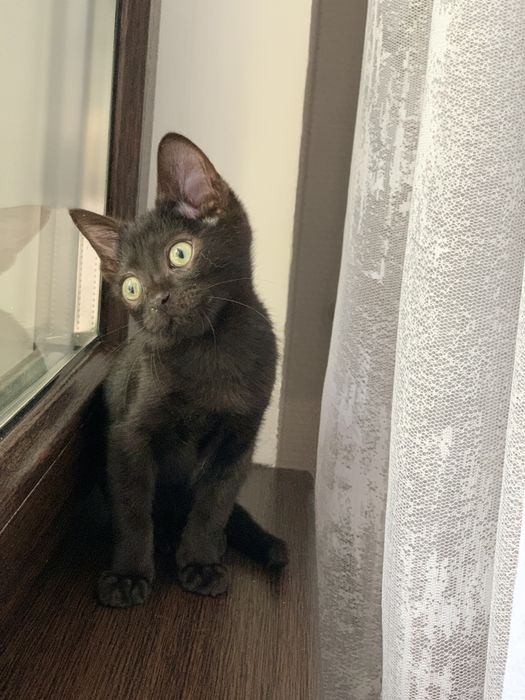 Котенок ищет любящую семью