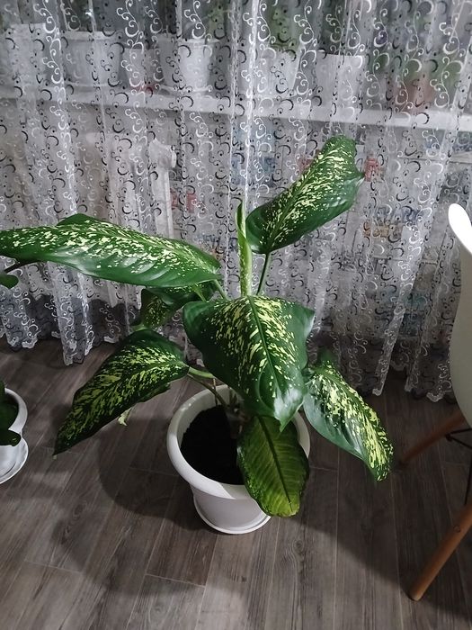 Продам комнатные растения