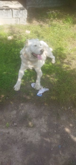 Среднеозиятская овчарка