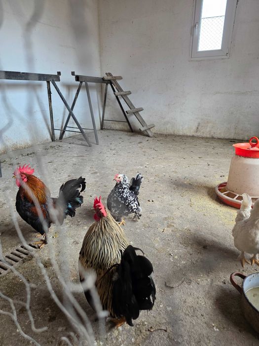 Pui găinușe pitice de 1 săptămână