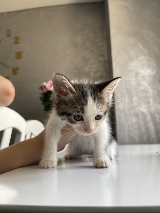 Котята сиамские смешанные