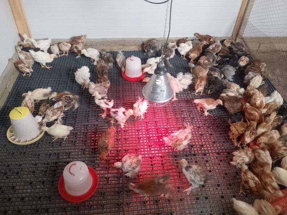Pui încălțati ,bărboși ,moțați