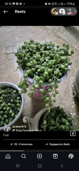 Живые питомцы для души