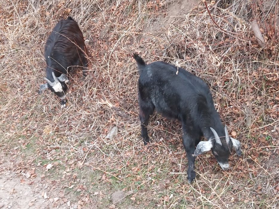 Продаётся козлята и козёл