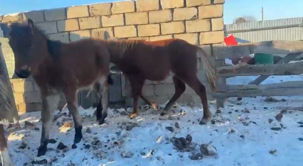 Жеребята 2025г.р