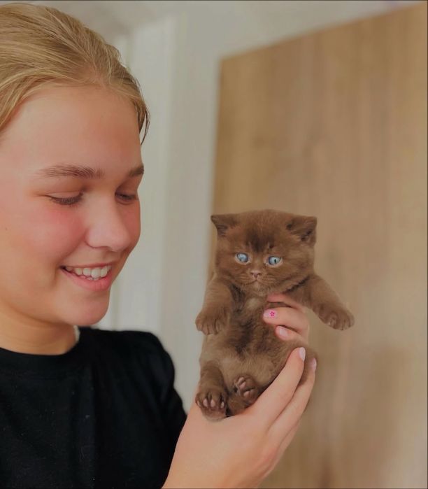 Британские шоколадные котятат