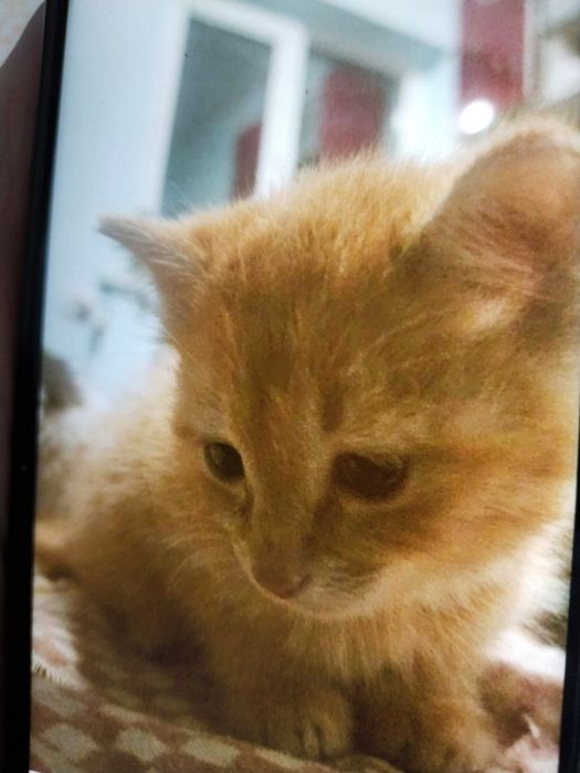 Рыжий котенок в добрые руки.